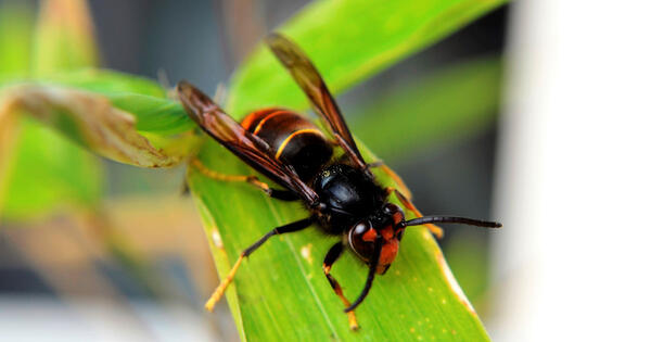 Frelon asiatique